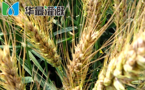 滴灌小麦施肥方案