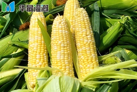 玉米需肥规律