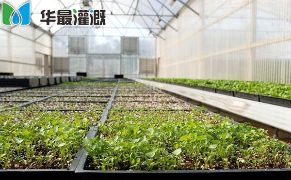 温室大棚种植蔬菜