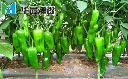 滴灌辣椒施肥方案