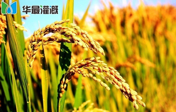 高质水稻