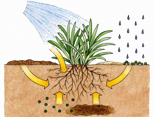 植物根系获取养分