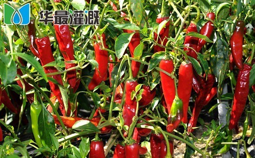 辣椒滴灌
