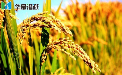 水稻养分需求规律
