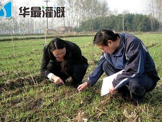 滴灌小麦的需肥规律