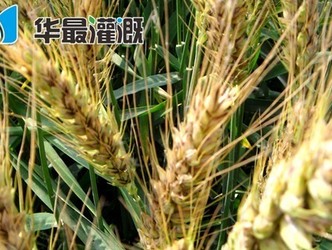滴灌小麦施肥方案