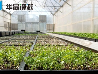 温室大棚蔬菜灌溉时的5个注意事项