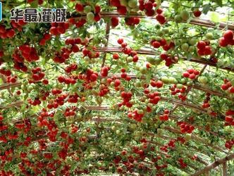 温室大棚内的西红柿应该如何控制灌溉水量