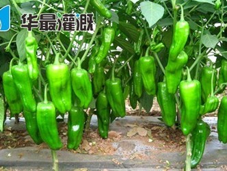 温室大棚滴灌辣椒的施肥方案