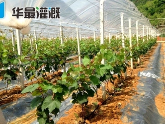 滴灌灌溉方式会影响作物根系的分布特征