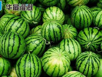 西瓜使用膜下滴灌的好处及注意事项