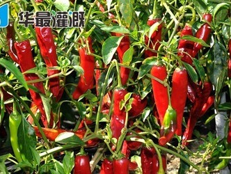 温室大棚滴灌辣椒的需水规律及灌溉方案