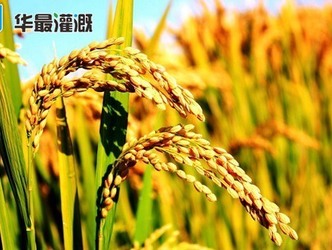 水稻的养分需求规律