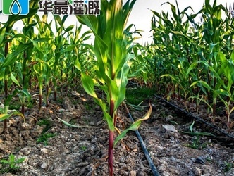 玉米滴灌带如何布设