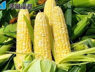 滴灌玉米需肥规律
