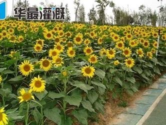 滴灌向日葵管网如何布设