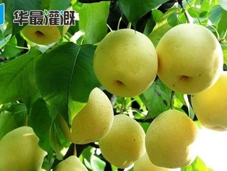 节水灌溉技术可防梨子裂果