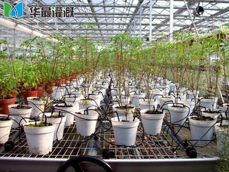 <b>大棚花卉滴箭滴灌</b>