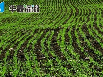 滴灌小麦的管网安装布置