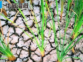 常见的几种水稻节水抗旱技术