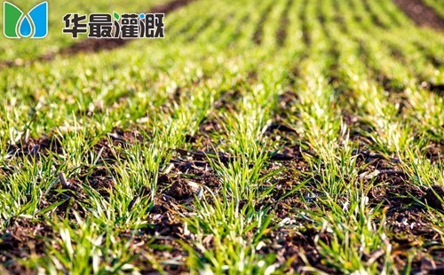 小麦土壤水分状况