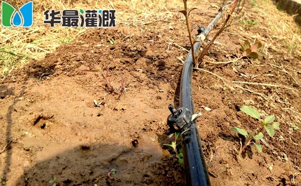 田间如何确定滴灌作物的根系分布状况