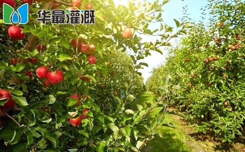 滴灌苹果管网布设