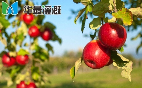 滴灌苹果灌溉方案