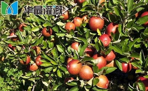 滴灌苹果需肥规律