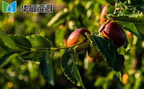 滴灌大枣需水规律