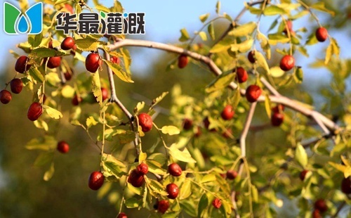 滴灌大枣的灌溉方案