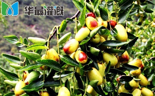 滴灌枣树对肥料的需求规律