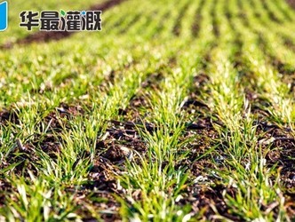 小麦各生育期最适宜的土壤水分状况