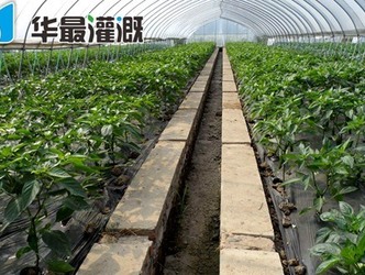 滴灌辣椒对肥料的需求规律