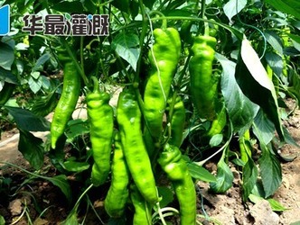 温室大棚滴灌辣椒管网的布置安装
