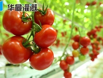 滴灌番茄施肥方案