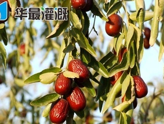 滴灌大枣的管网布设