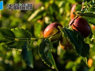 滴灌大枣的需水规律