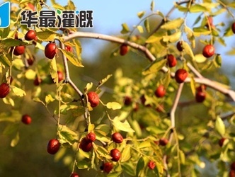 滴灌大枣的灌溉方案