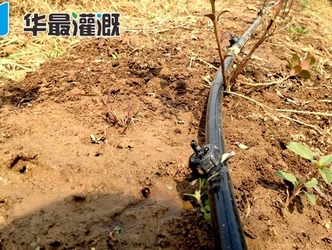 田间如何确定滴灌作物的根系分布状况