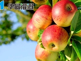 滴灌苹果的施肥方案