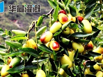 滴灌枣树对肥料的需求规律
