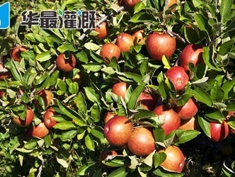 滴灌苹果的需肥规律
