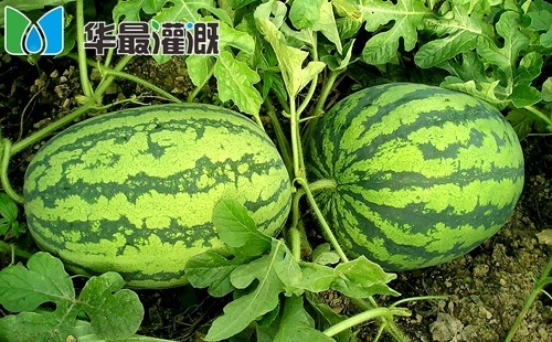 滴灌西瓜需肥规律