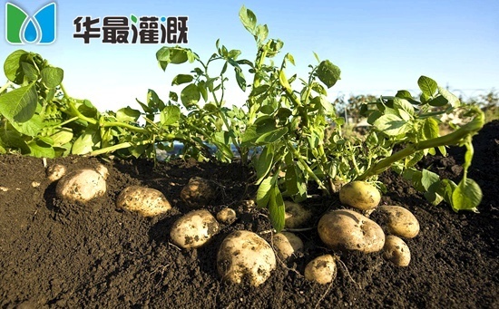 滴灌马铃薯的优势