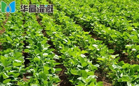 滴灌大豆管网铺设