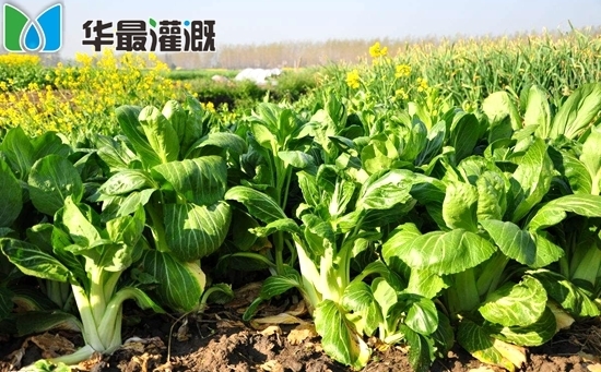 油菜滴灌带的布置方式