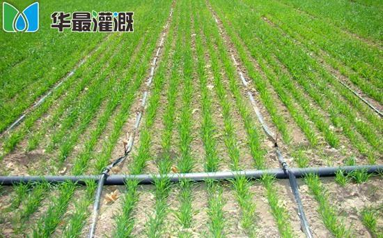 滴灌小麦应用