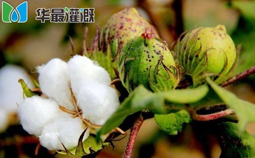 棉花的养分需求规律