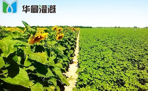 向日葵滴灌需水规律及灌溉方案